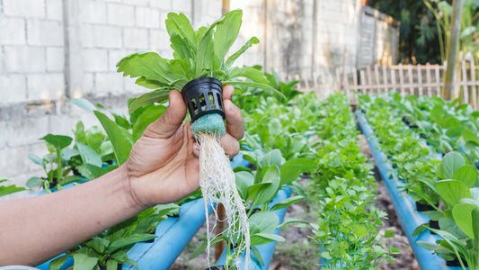 NFT root product